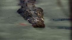 This Crocodile SHOWED OFF Brett Mann To His Friends Before Eating Him