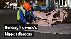 Titanosaur timelapse: Building the world's biggest dinosaur | Natural History Museum