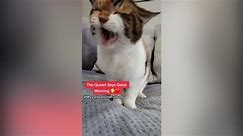 Elderly 22-year-old Cat Is Melting Hearts Online As She's Hailed A "Queen"