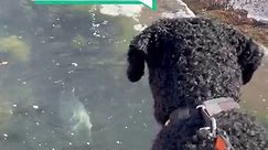 Friendly seal greets curly-coated retriever 🦭