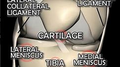 A Visual Breakdown of Knee Joint Anatomy: From Bones to Ligaments