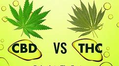 CBD vs THC Delve into The Facts, Benefits and Side Effects