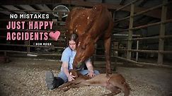 HORSE BIRTH + Baby Horse RUNS Right After Birth!!!