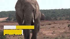 The 10 Biggest Animals Ever to Walk the Earth