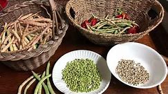 Harvesting Blackeye Peas And Zipper Cream Peas - Tips For Knowing When To Harvest and How To Store.