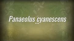 Caine Barlow - An introduction to Panaeolus cyanescens