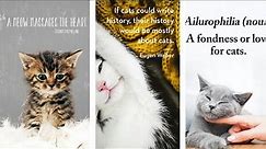 A Collection of the Best Cat Quotes - Funny, Cute, Inspirational & More!