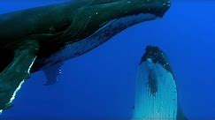 Two Beautiful Humpback Whales Dance | Animal Attraction | BBC Earth