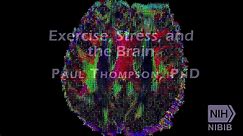 INFLUENCE OF EXERCISE ON STRESS AND BRAIN FUNCTION | NO DAYS OFF
