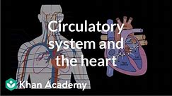 Circulatory system and the heart | Human anatomy and physiology | Health & Medicine | Khan Academy