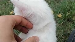 white fluffy cat