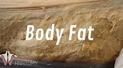 All About Fat - Why You're so Good at Gaining Weight