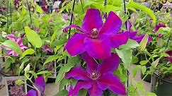 Clematis 'Mrs. N. Thompson' // A SPECTACULAR, richly colored, flowering vine