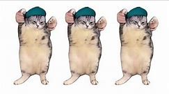 Fat Cat Dancing Meme