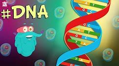 What Is DNA? | The Dr. Binocs Show - Best Learning Videos For Kids | Peekaboo Kidz