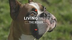 ALL ABOUT LIVING WITH BOXER DOGS