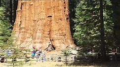 Largest Tree On Earth Giant Sequoia Towering Tales of Earth's Majestic Giants - 30 Facts