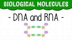 A Level Biology "DNA and RNA"