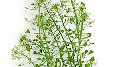 Traista-ciobanului (Capsella bursa-pastoris) - plante medicinale, beneficii și indicații terapeutice