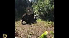One angry bear. Watch him attack cage after brief capture in Montana