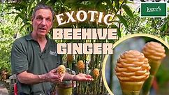 The Exotic Beehive Ginger Plant