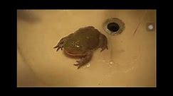 Top 12 budgett frog scream meme 😂😂😂😂