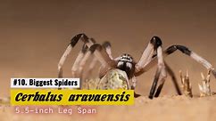 The 10 Biggest Spiders In The World (And What They Hunt)