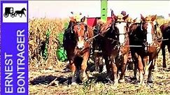 Amish Farmer with 7 Horse Hitch and 3 Row Corn Picker