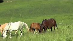 Quarter Horse Breeding - mares with foals