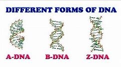 Difference between A-DNA, B-DNA & Z-DNA