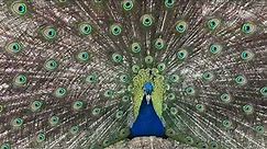 Beautiful Peacock Dance in Close-Up 4K