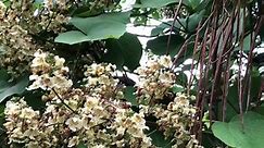 Catalpa ovata in flower. 99%... - Exeter Trees and Shrubs