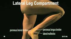 Surface Anatomy - Leg & Foot (2D)