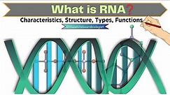 RNA Unfolded: All about RNA, Properties, Structure, Types, & Functions | Molecular Biology |