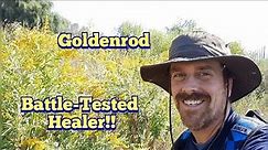 Goldenrod - Western Canada Goldenrod - Identification and Edible and Medicinal Uses