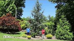 Cedrus Atlantica 'Fastigiata' Blue Atlas Cedar Large Specimen Garden - Conifer Collector