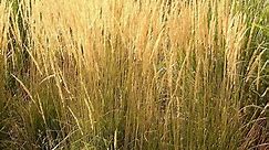 Karl Foerster Feather Reed Grass, Calamagrostis acutiflora | High Country Gardens