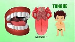 Tongue | Human Body Parts | Pre School | Animated Videos For Kids