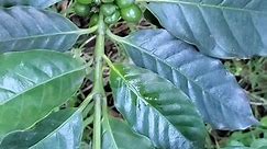 জনপ্রিয় পানিয় #কফি #কফিবিন #Coffea_arabica #coffee #coffea #Rubiaceae | Md Azharul Islam Khan