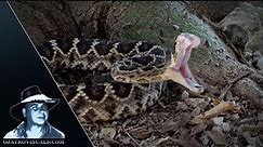 Rattlesnake Strikes In Slow Motion 05