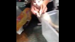 Cat helps clean up spilled food Tik Tok meme