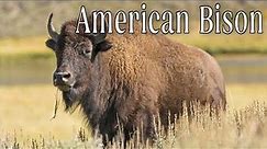 All About American Bison. Meet the American Bison! Amazing Facts. Animals Life