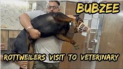 Inside the Life of a Rottweiler: A Vlog Series for Dog Lovers | Rottweilers Visit Veterinary Clinic