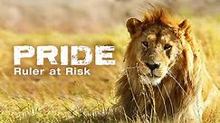Explore The Wildlife Kingdom: Lions - Kings of Africa
