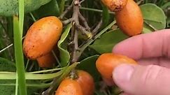 Karaka Berries (Corynocarpus laevigatus) #fruits #toxic #pet #foraging #garden #gardening #newzealand | Prepper Kiwi