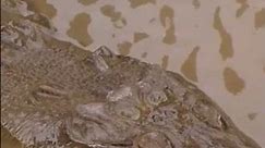 Saltwater Crocodiles: Diverse Habitats & Apex Predators