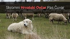 Skromni Hrvatski Ovčar Pas Čuvar – Slike I Karakteristike Hrvatskih Ovčara 🐕