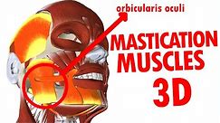 Muscles of Mastication - Jaw And Mandible - Face Anatomy part 3