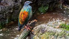 Not so dead as a dodo: ‘De-extinction’ plan to reintroduce bird to Mauritius | KRDO