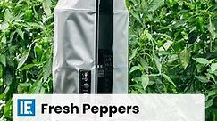 This automatic bell pepper harvesting robot can work for 12 hours a day and makes harvesting peppers extremely easy. | Interesting Engineering